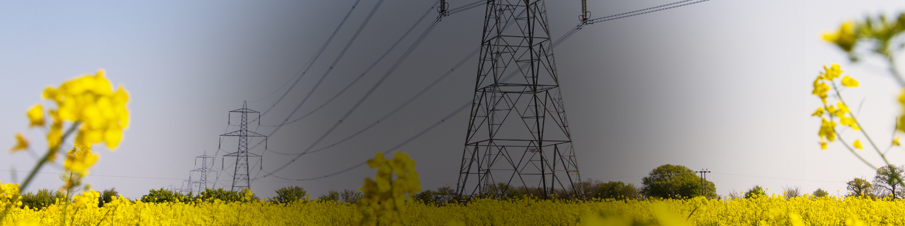 A view of transmission lines in a field of flowers